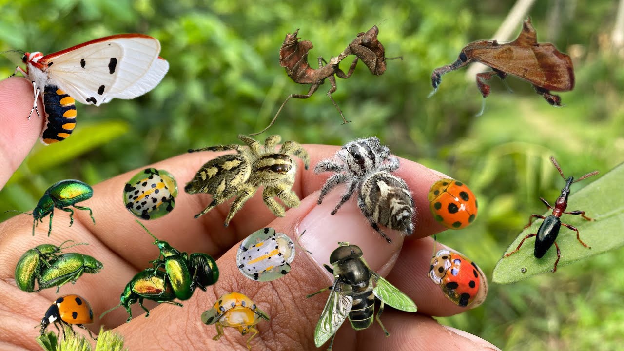 hunting and collecting insects|ladybugs|jumping spiders|moths