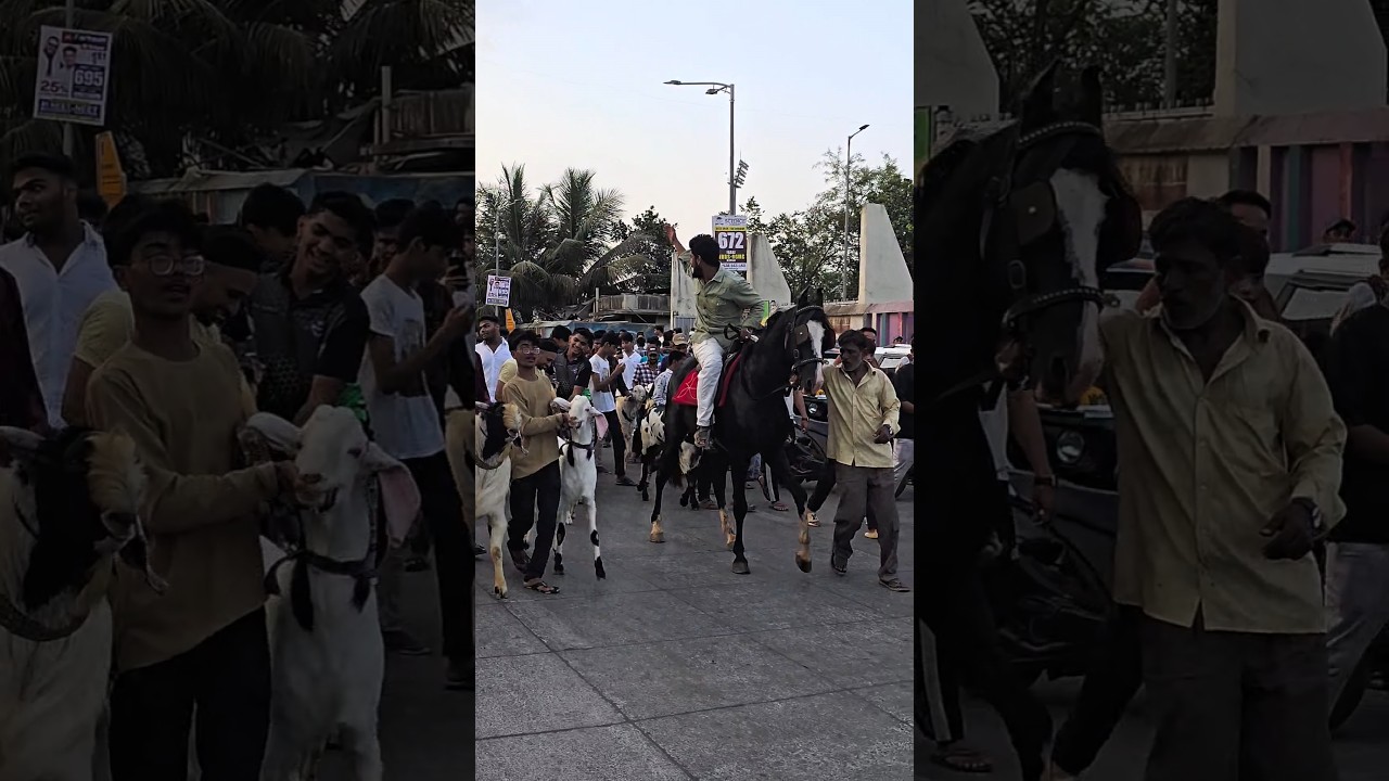 BIGGEST GOAT RALLY OF MUMBRA ❤️&zwj;🔥 - #bakra#goat#bakramandi#shortvideo#shorts#deonarmandi#viralvideo