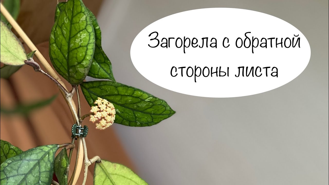 Загорела с обратной стороны листа