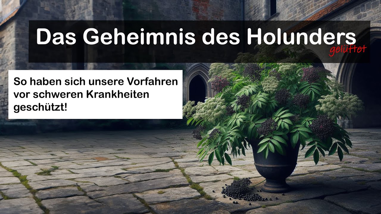 Das Geheimnis des Holunders ist gelüftet!