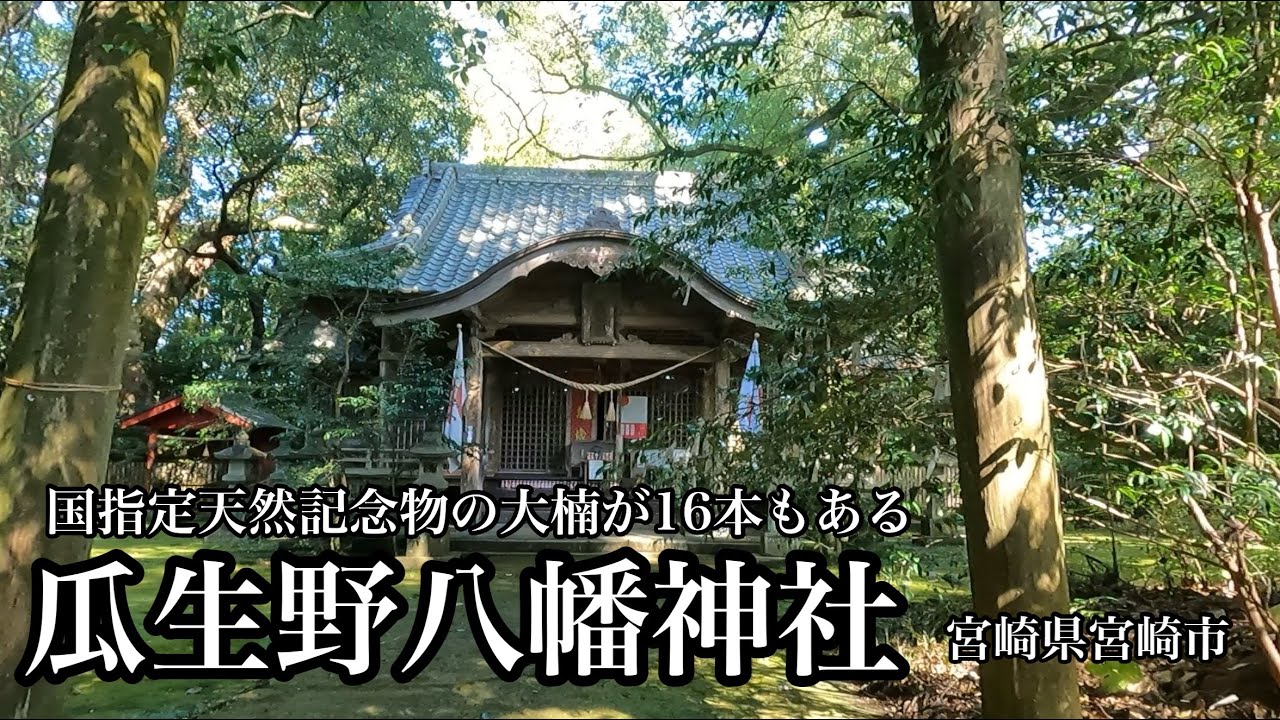 国指定天然記念物の大楠が16本もある瓜生野八幡神社（宮崎県宮崎市）