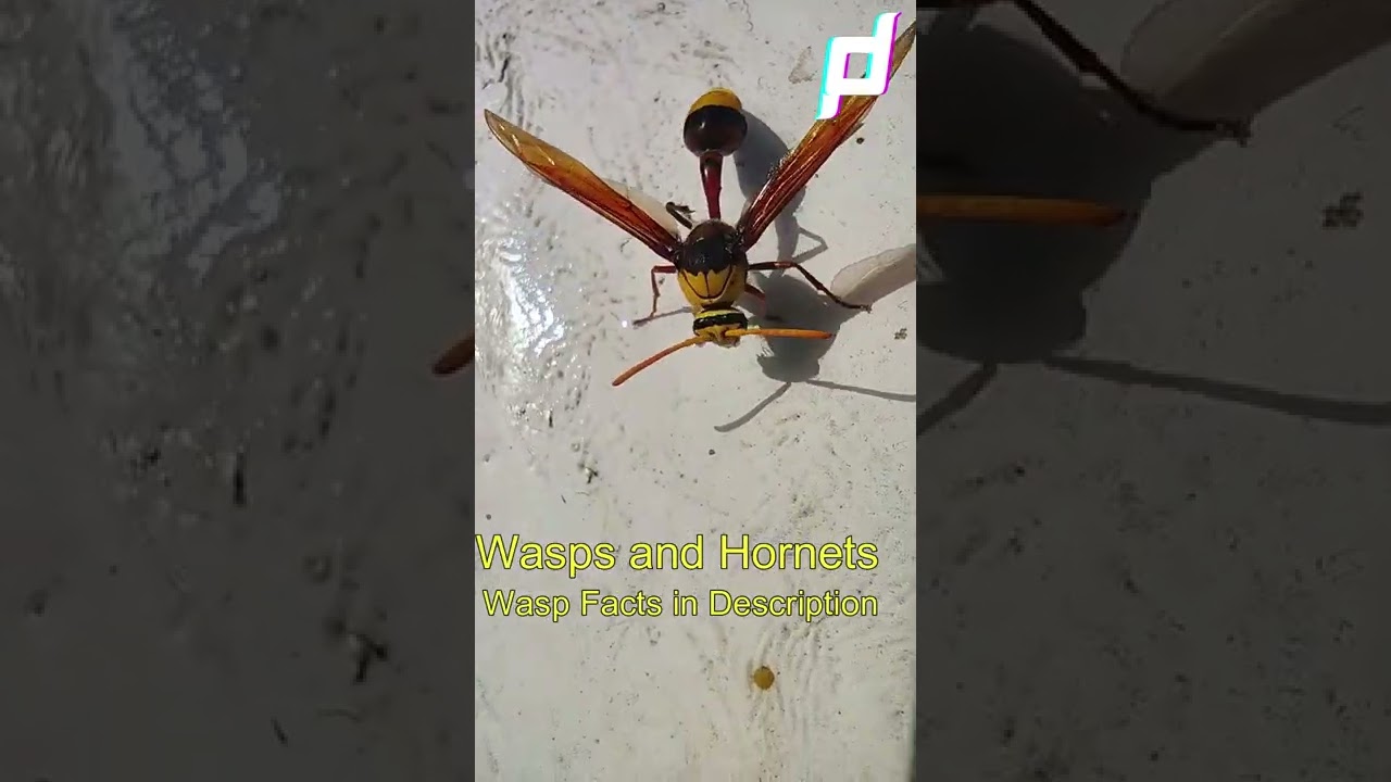 Wasp 🐝 | ततैया |  Yellow Jackets | Hornets | Wasp flight