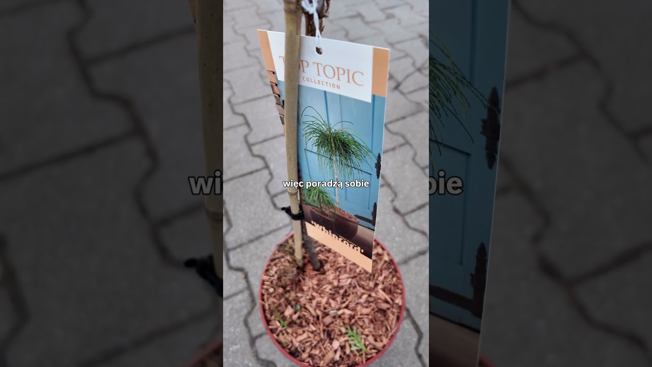 🌲 Jakie rośliny posadzić przy wejściu do domu?