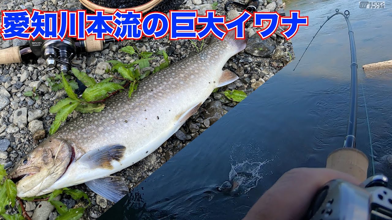 愛知川の怪物イワナ出た！渓流釣り 愛知川本流へ釣りに行きました！永源寺ダム下流