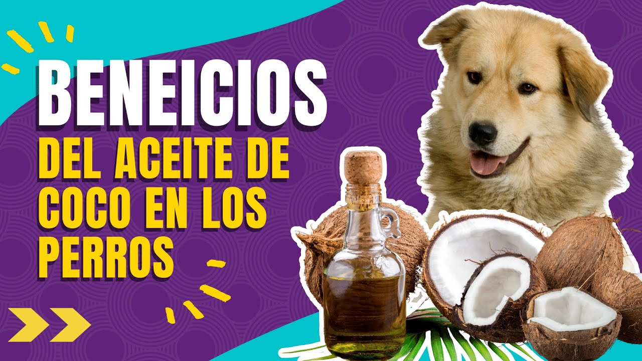Propiedades y usos del aceite de coco en los perros