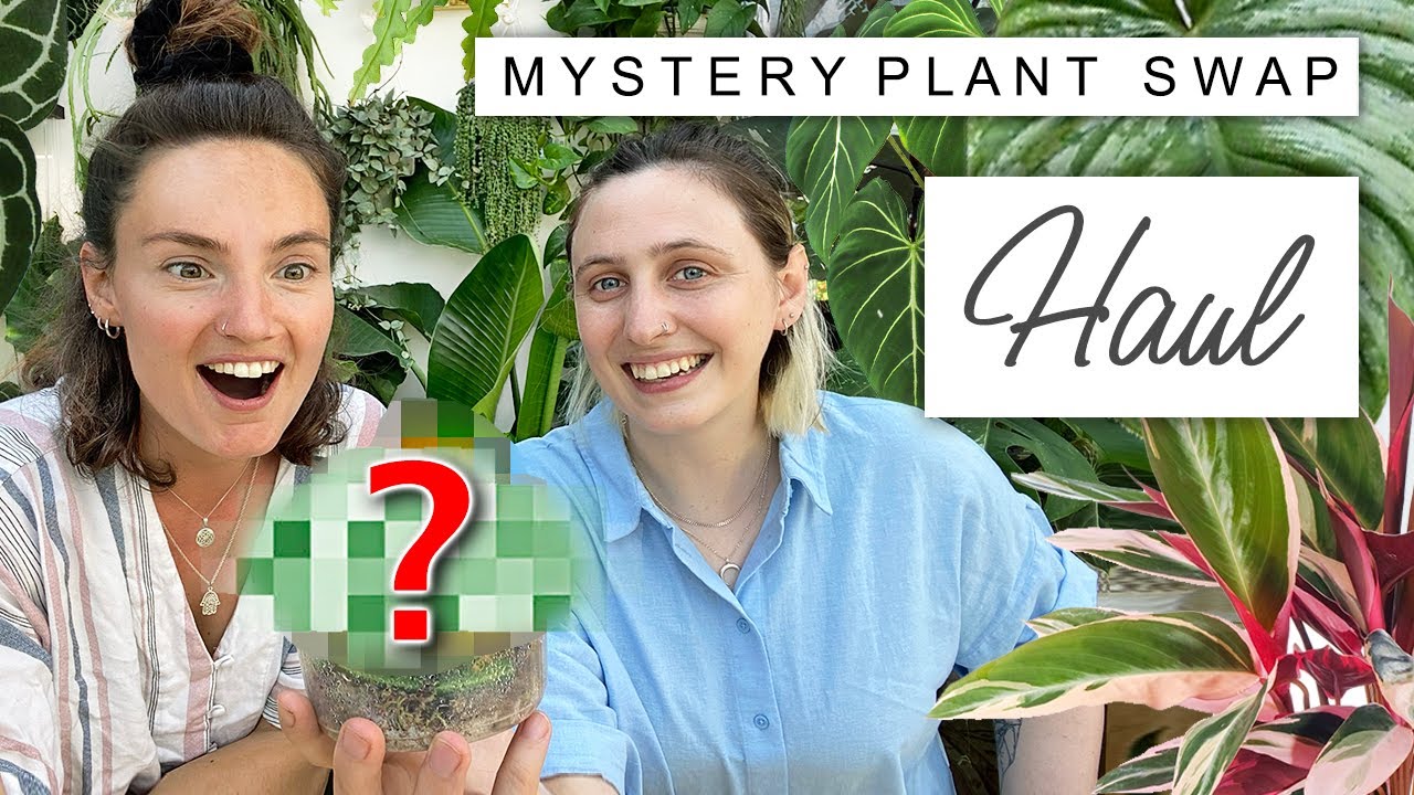 PLANT SWAP HAUL With @GoodGrowing 😆 Insane Mystery Rare Plant Swap 🌿