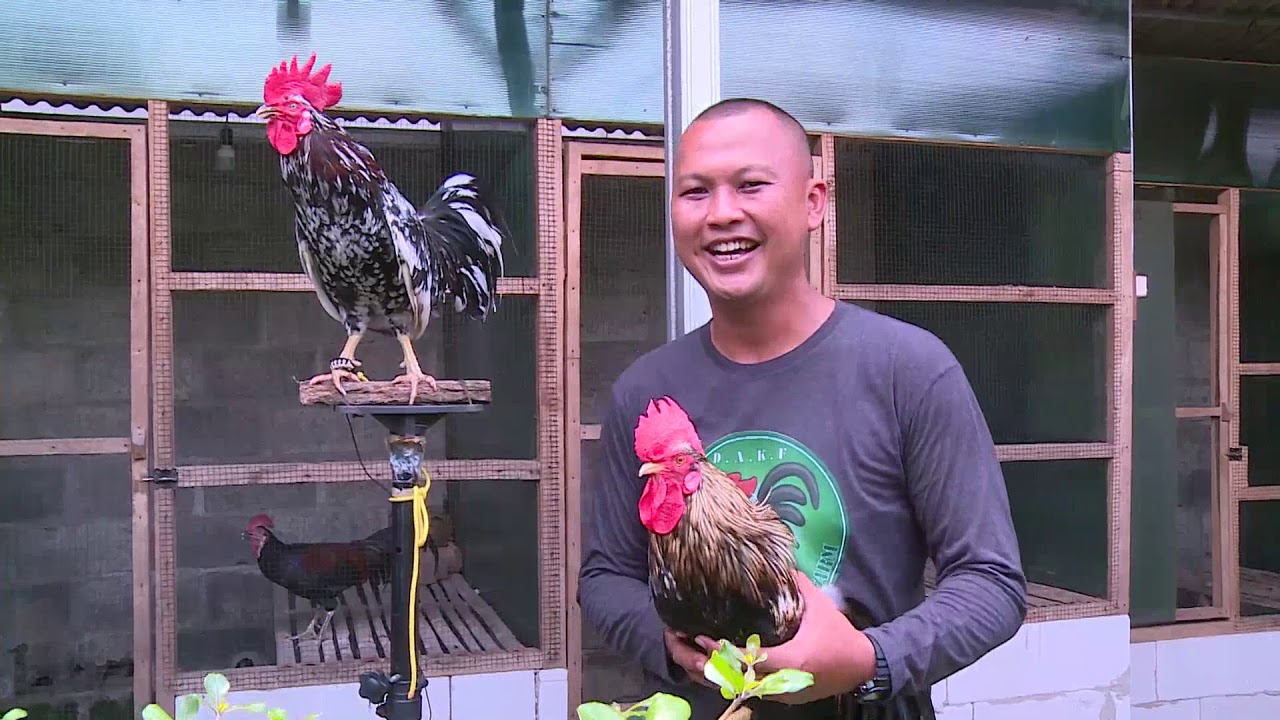 Ayam Ketawa yang Sering Disebut Juga Laughing Chicken
