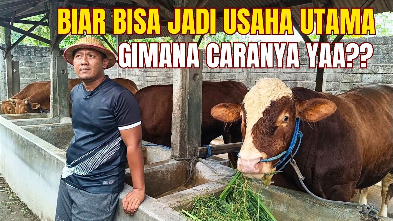 KUNCI SUKSES TERNAK SAPI ALA OM JHON NGARITAN ❤️&zwj;🔥❤️&zwj;🔥