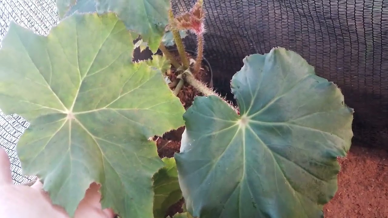 Begonia to tipo antiga. 💚