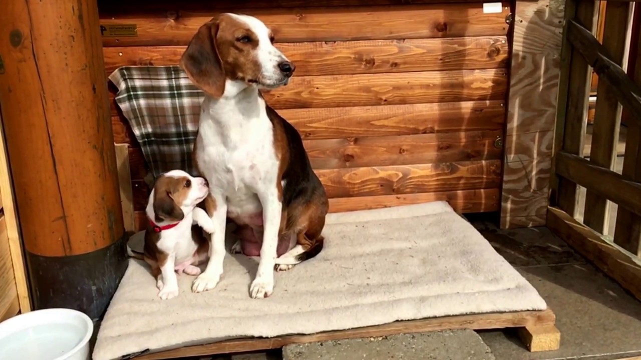Deutsche Bracke St&ouml;berhund Welpen Streicheleinheiten