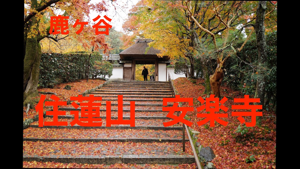 [京都観光]安楽寺に行って来ました 2022年秋