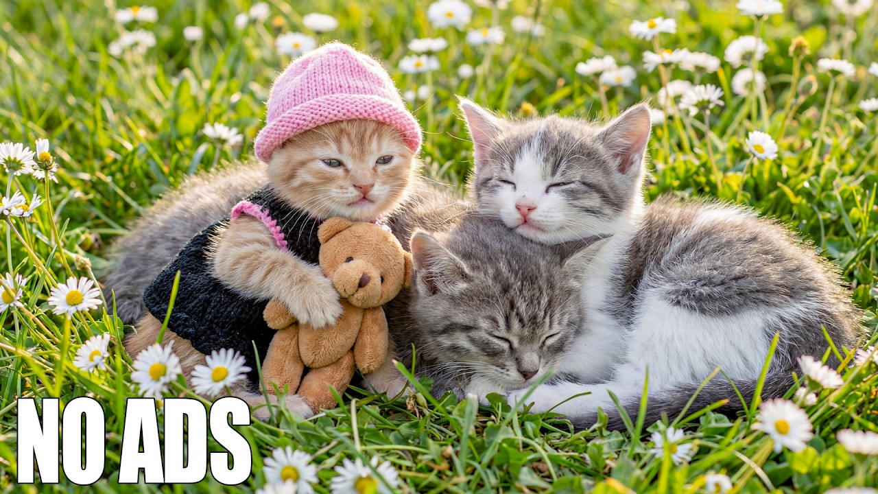 Успокаивающая музыка для кошек 🐱 Нежный сон для тревожных кошек & глубокий отдых 🎵 Без рекламы