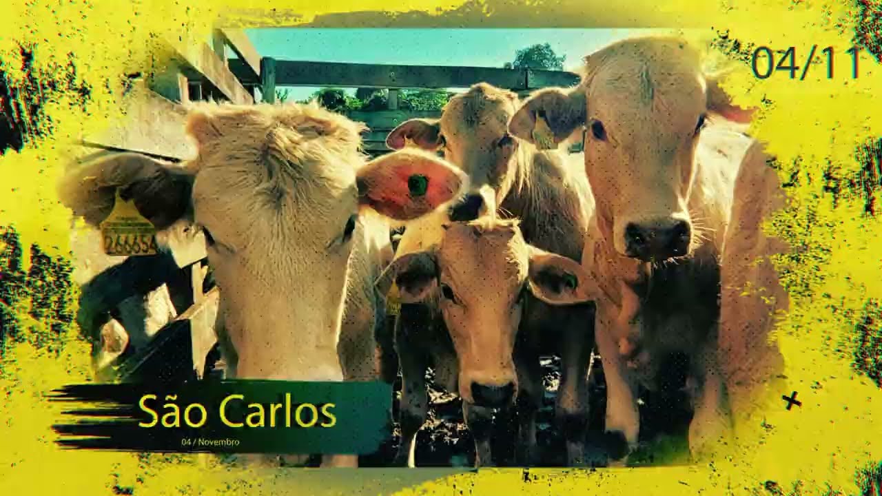 Aposte na Pecu&aacute;ria: Leil&atilde;o de Gado - S&atilde;o Carlos 04/11 | ZT Remates