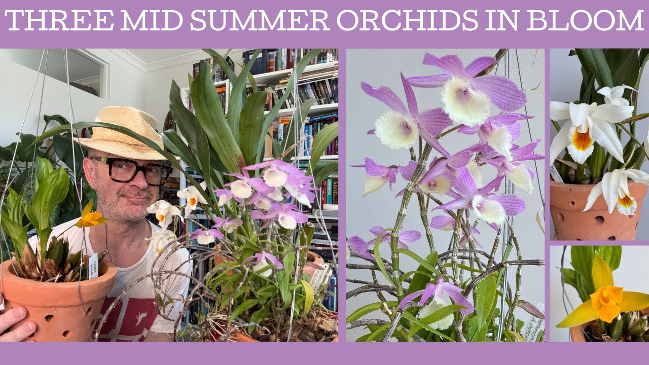 Three mid summer blooming orchids!