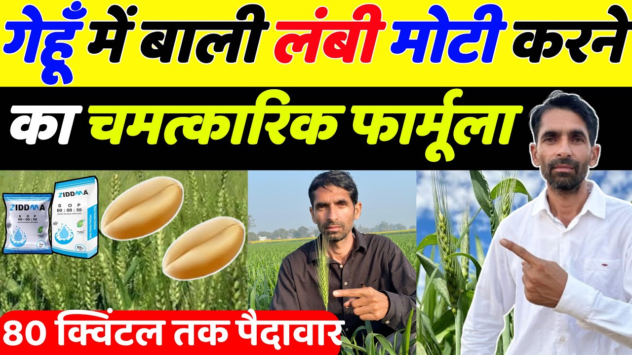 गेहूँ में बाली 🌾 लंबी और मोटी करने का जादूई तरीका | Gehu ki kheti | Gehu me baliyo ke samay kya dale