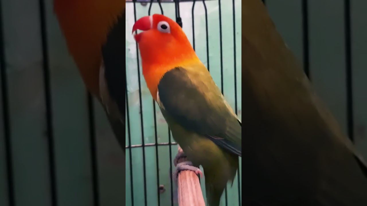 Pancingan suara Lovebird Juara  . Pasti Nyaut ....