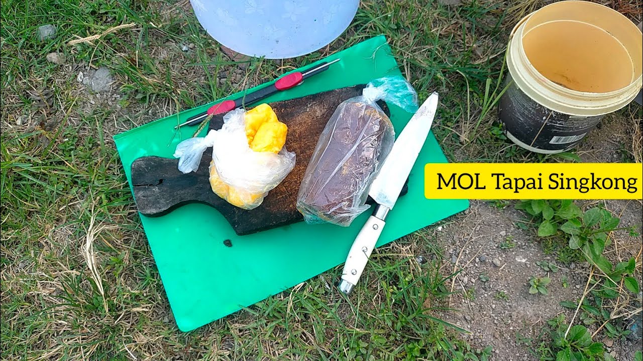 Pupuk Organik Cair, Cara Membuat MOL dari Tapai Singkong