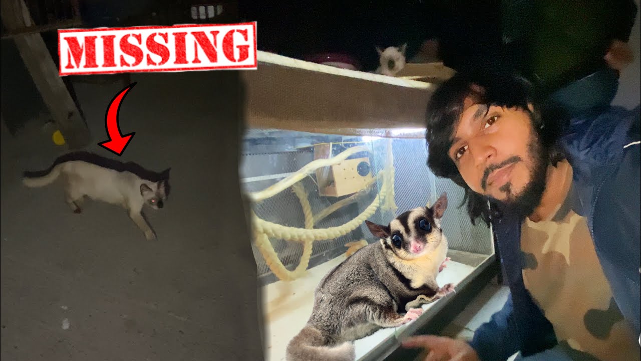 বিড়ালছানা হারিয়ে গেছে , Sugar Glider video coming soon l Doggo Sage l Pets & Animals