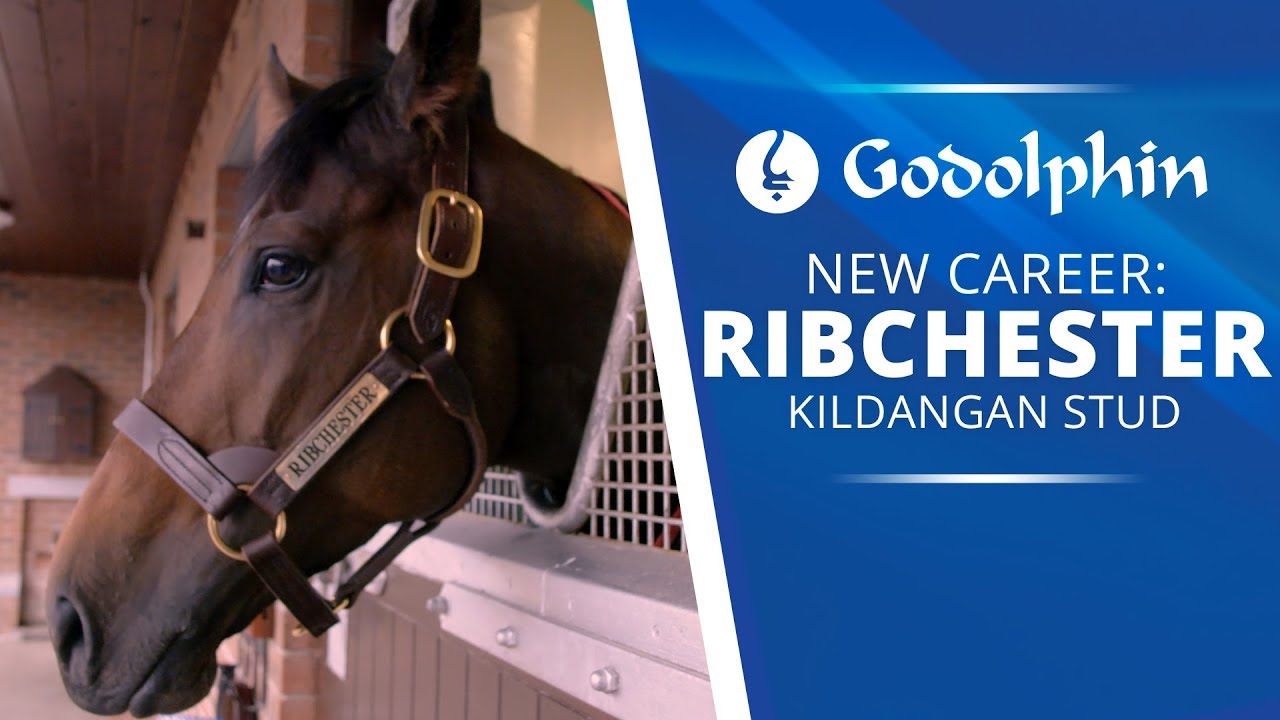 Ribchester | A new life at Stud