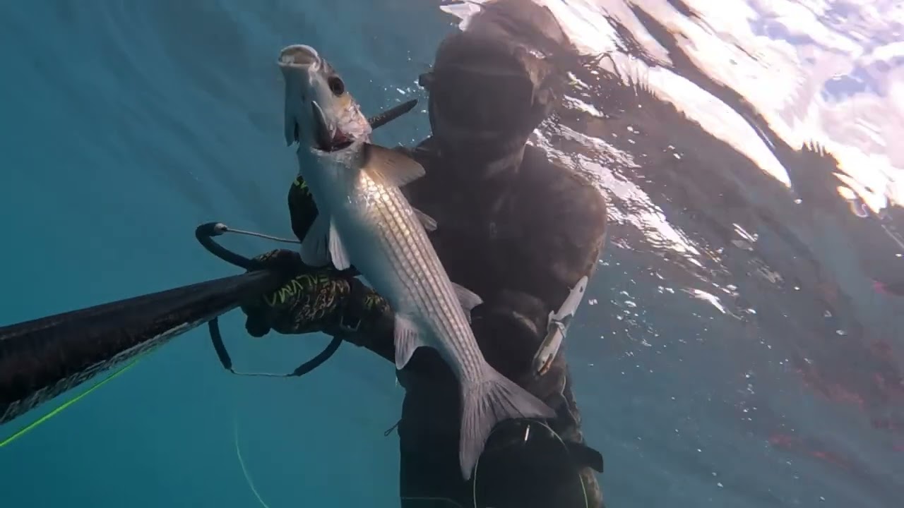 First Catch 2026 #pesca #pescasub #seafood #spearfishing #fish #viral #underwater #diving #shorts