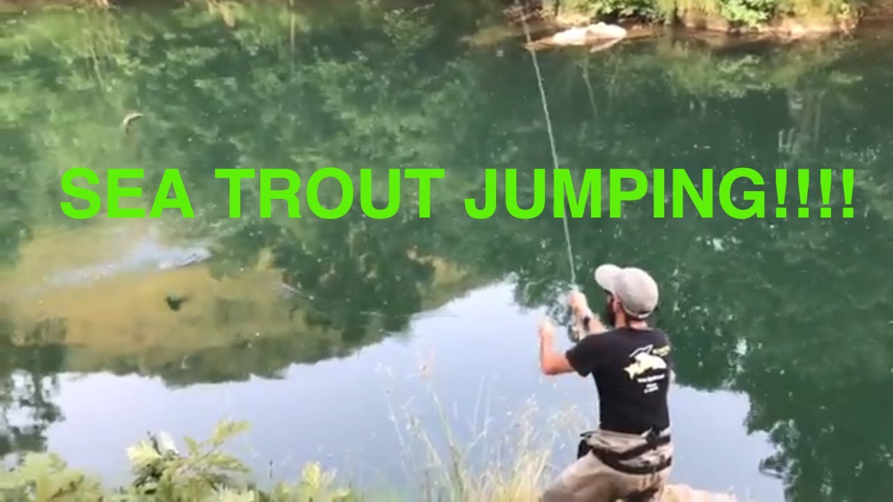 Reo de 55cm a pez visto río Sella ( Flyastur Guías de Pesca)