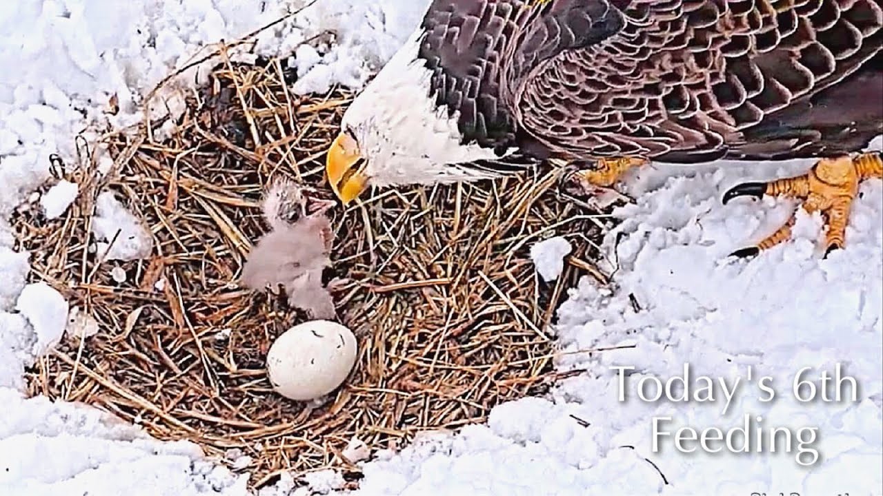#20🦅🐥1°🥚(💔🥚)／Duke  Farms  Eagle Nest 2026／Duke Mom💗Duke Dad／by Duke  Farms