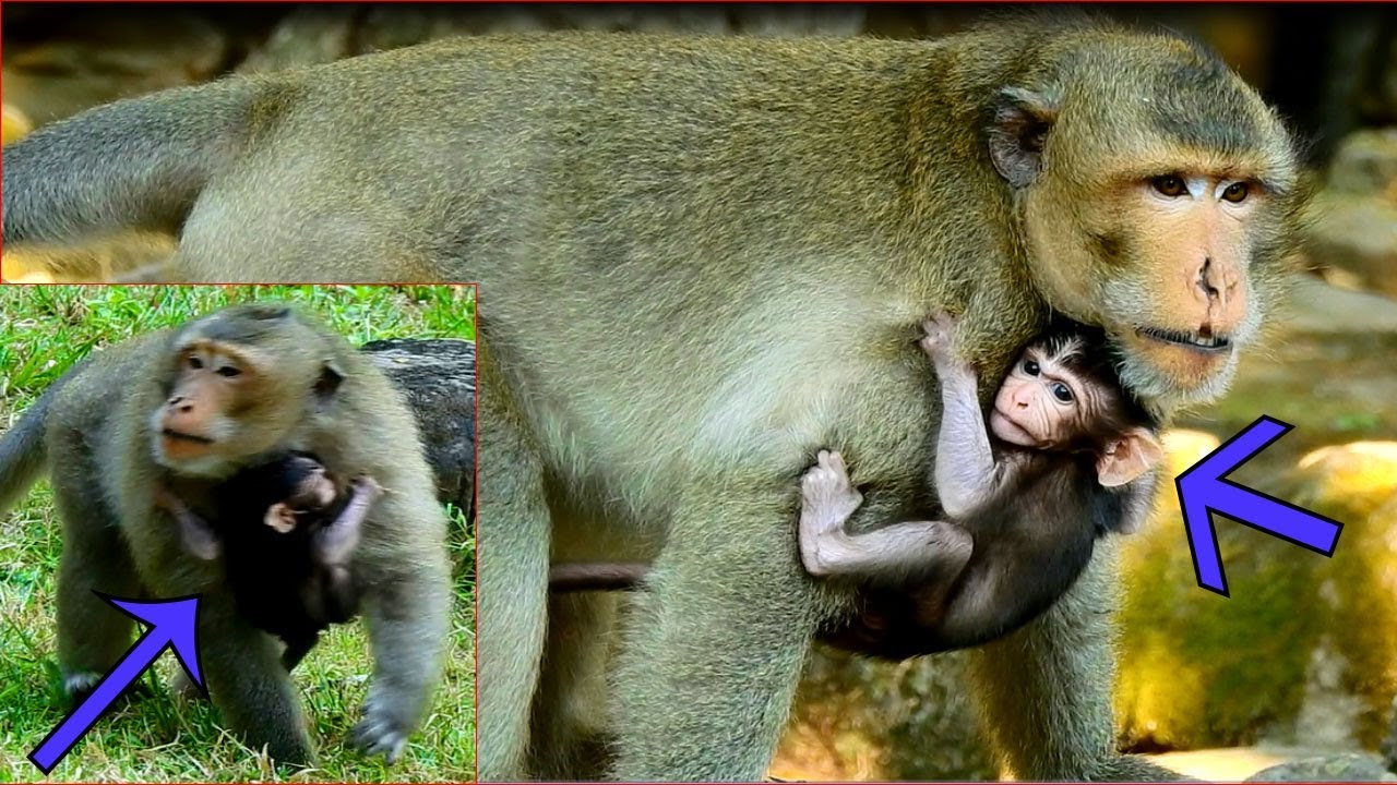 Oh God! Baby Aiden Catch On A Chapp and A Chapp Scare, Push Out and Run Away|  Baby Aiden Cry Loudly