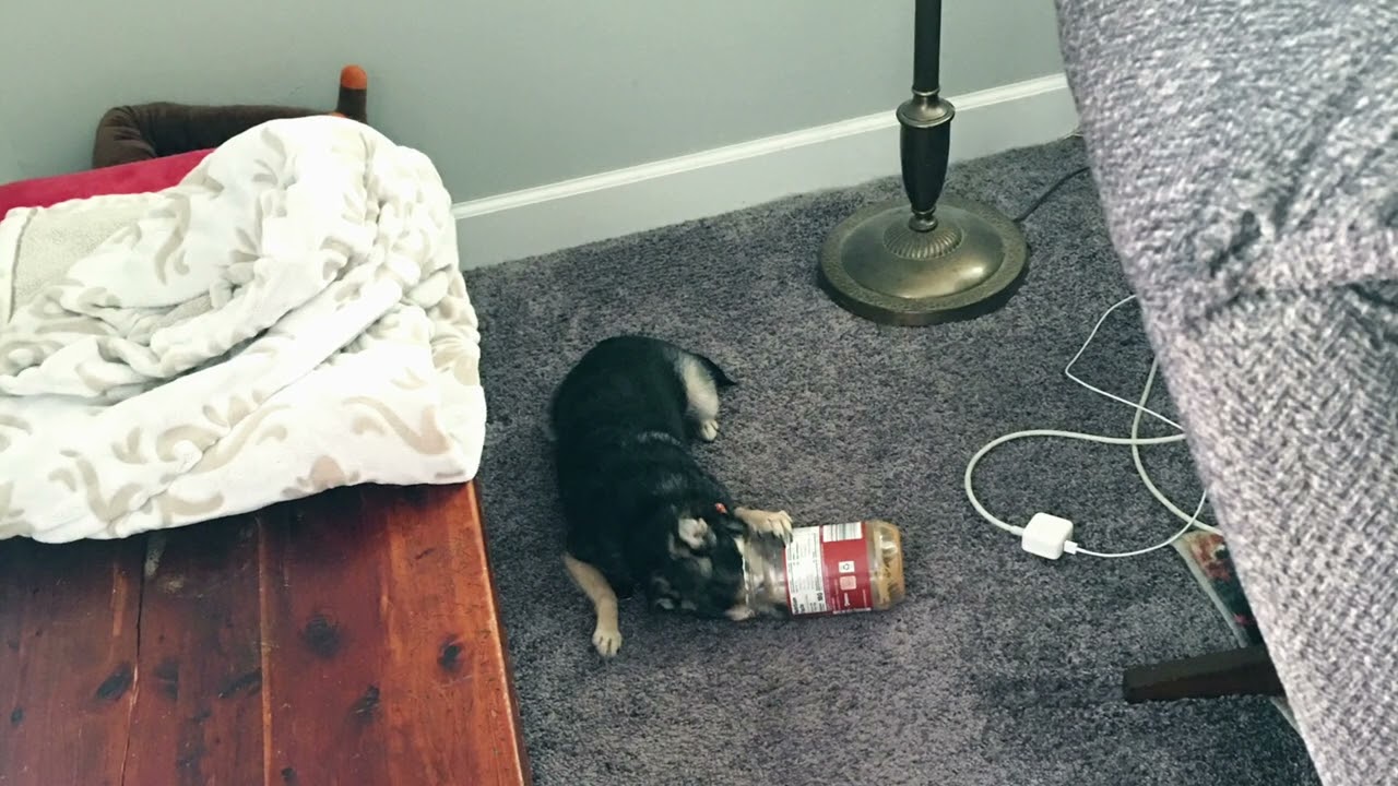 Pet Friends   2021
