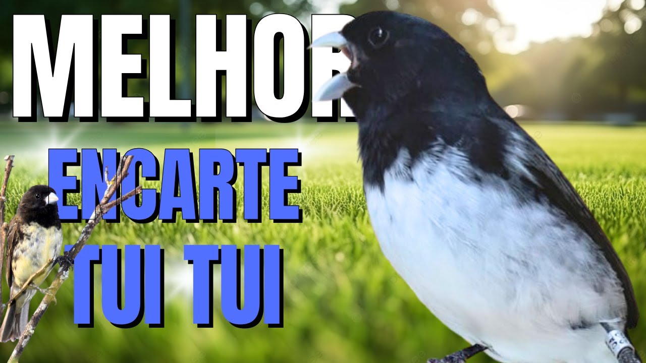 PAPACAPIM TUITUI PARA ENCARTE PAPACAPIM COM PIADO DE F&Ecirc;MEA DE PAPA CAPIM PARA ESQUENTAR PAPACAPIM