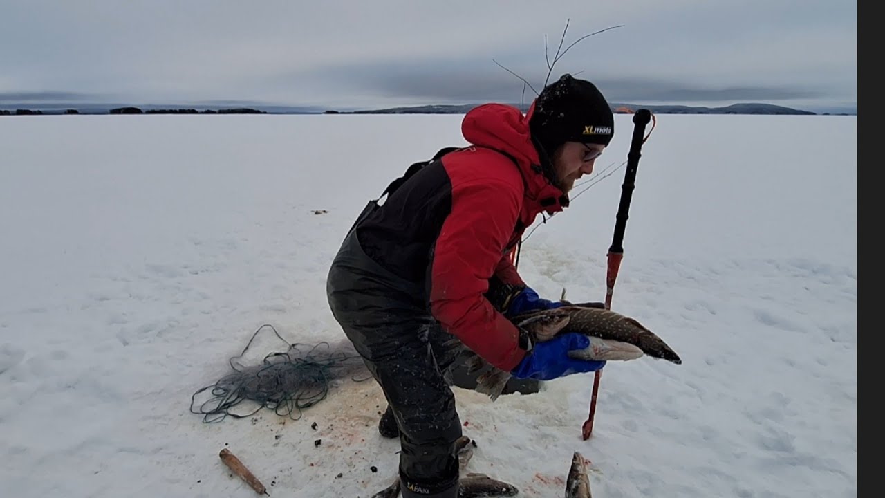 Talviverkoilla 16.1.26. HERKKÄ verkko on näköjään pyytö! Ja teltta karkuteillä 