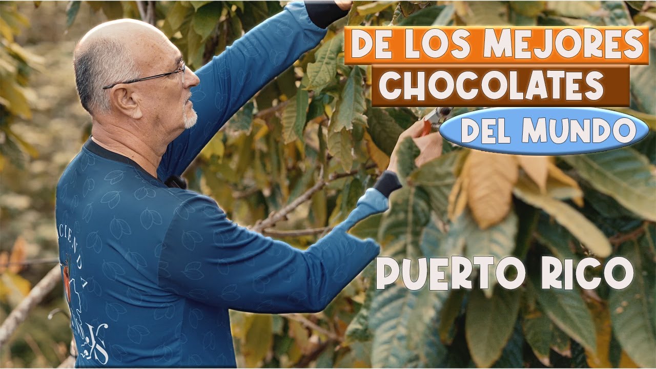 ⭕️Hacienda de Cacao 🍫 en  Puerto Rico, uno de los mejores del mundo.