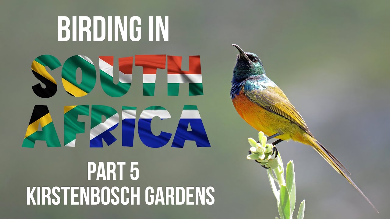 Birding in South Africa Part 5 Kirstenbosch National Botanical Garden