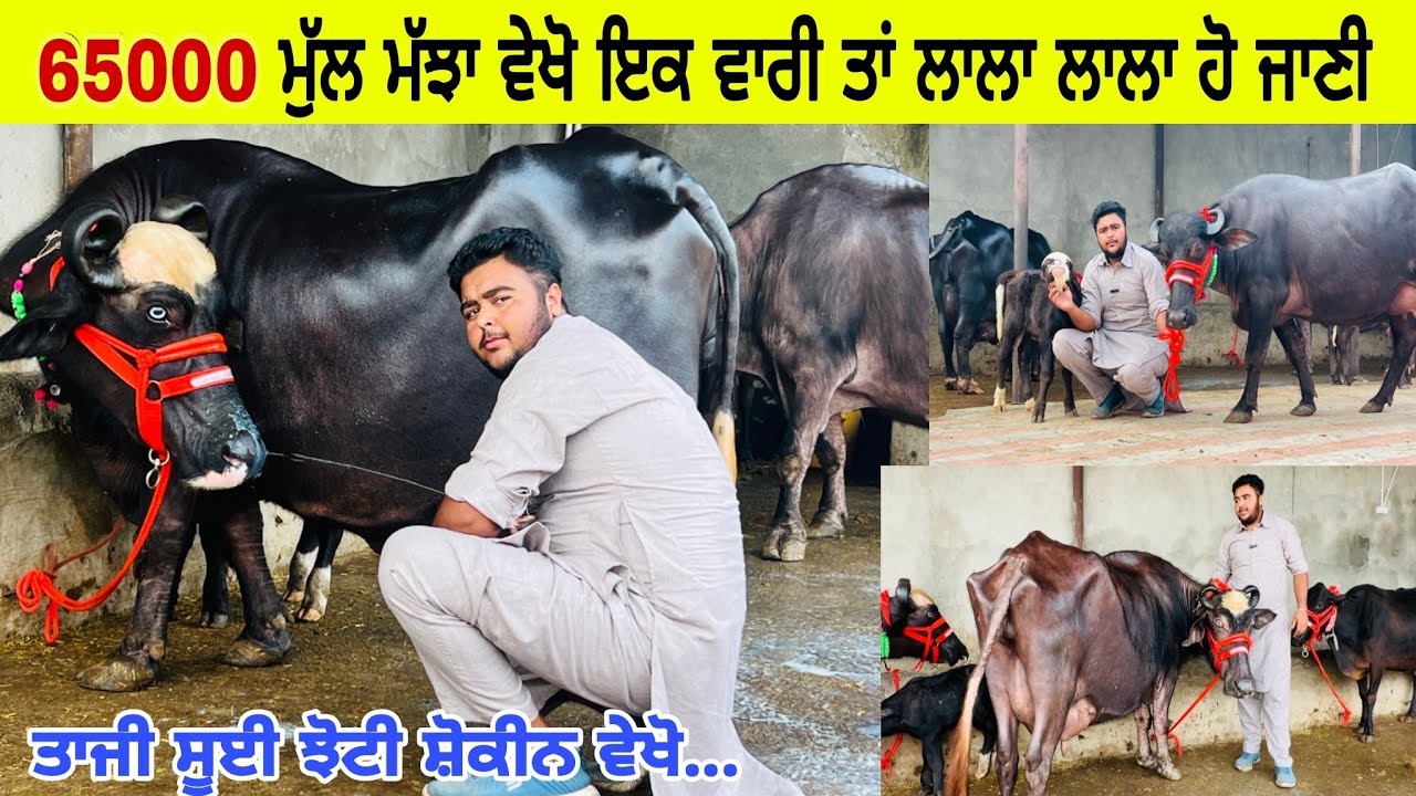 ਗੁਰਲਾਲ ਡੱਲ ਨੇ ਸਾਰੇ ਪਸ਼ੂ ਛੋਟੇ ਛੋਟੇ ਮੁੱਲ ਤੇ ਦੇ ਦੇਣੇ ਅੱਜ 3 ਮੱਝਾਂ ਇਕ ਵਹਿੜ ਵਿਕਾਊ। ਪਿੰਡ ਡੱਲ। ਪੱਟੀ