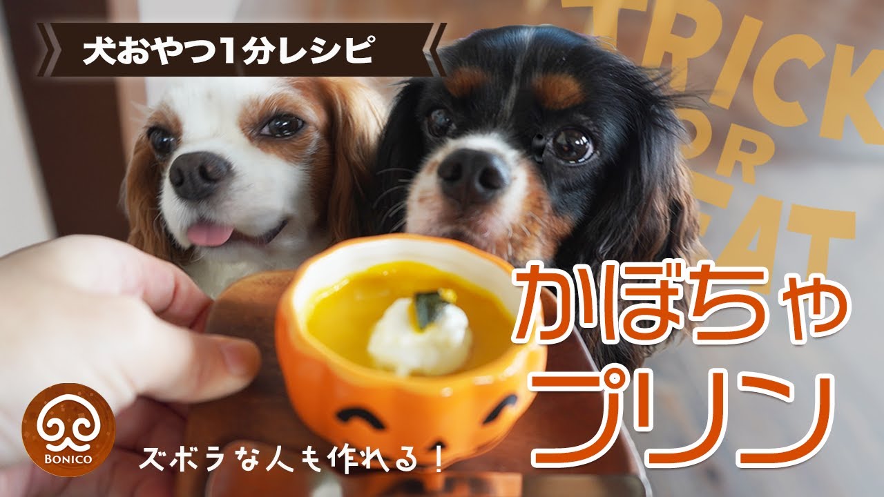 【1分で犬おやつ】ハロウィン用かぼちゃプリンを作る【切り抜き】