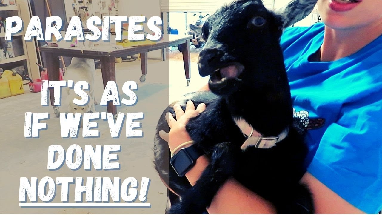 DEADLY GOAT PARASITES! TREATING HEAVY WORM LOAD when NOTHING seems to WORK! FIGHTING for HER LIFE!