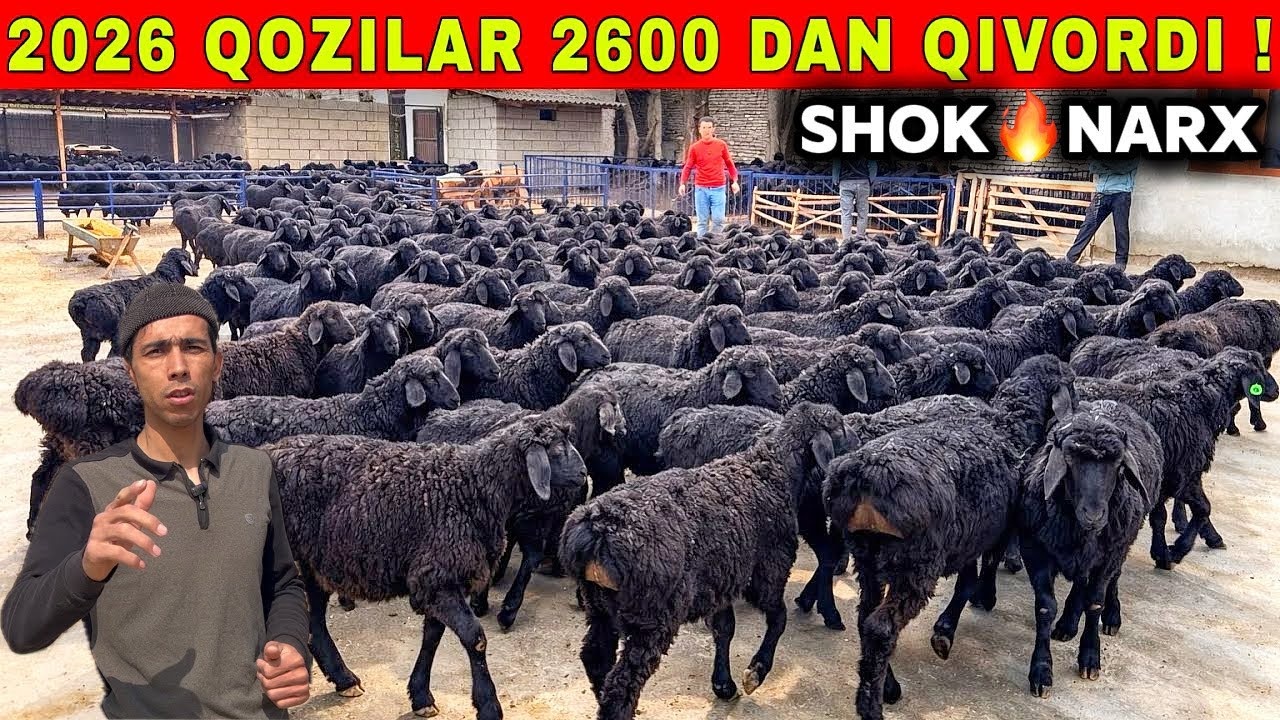 BARRA QO’CHQOR VA YIRIK QO’CHQORLAR NARXINI ELYORVEK YORVORDI 2.600 mingdan katta qo’zilar
