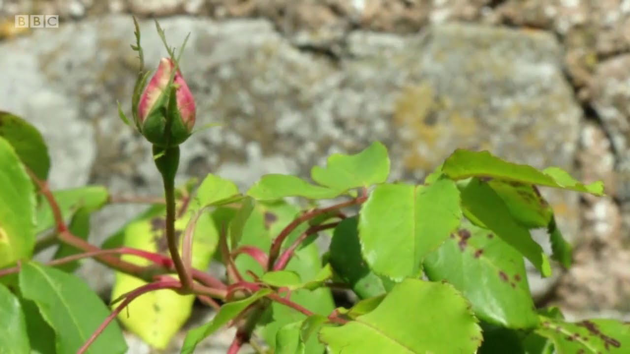 Kertész kertje futórózsa metszése S50 E27 részlet