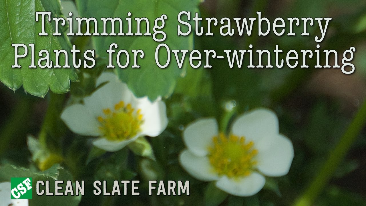 Trimming strawberry plants for over wintering