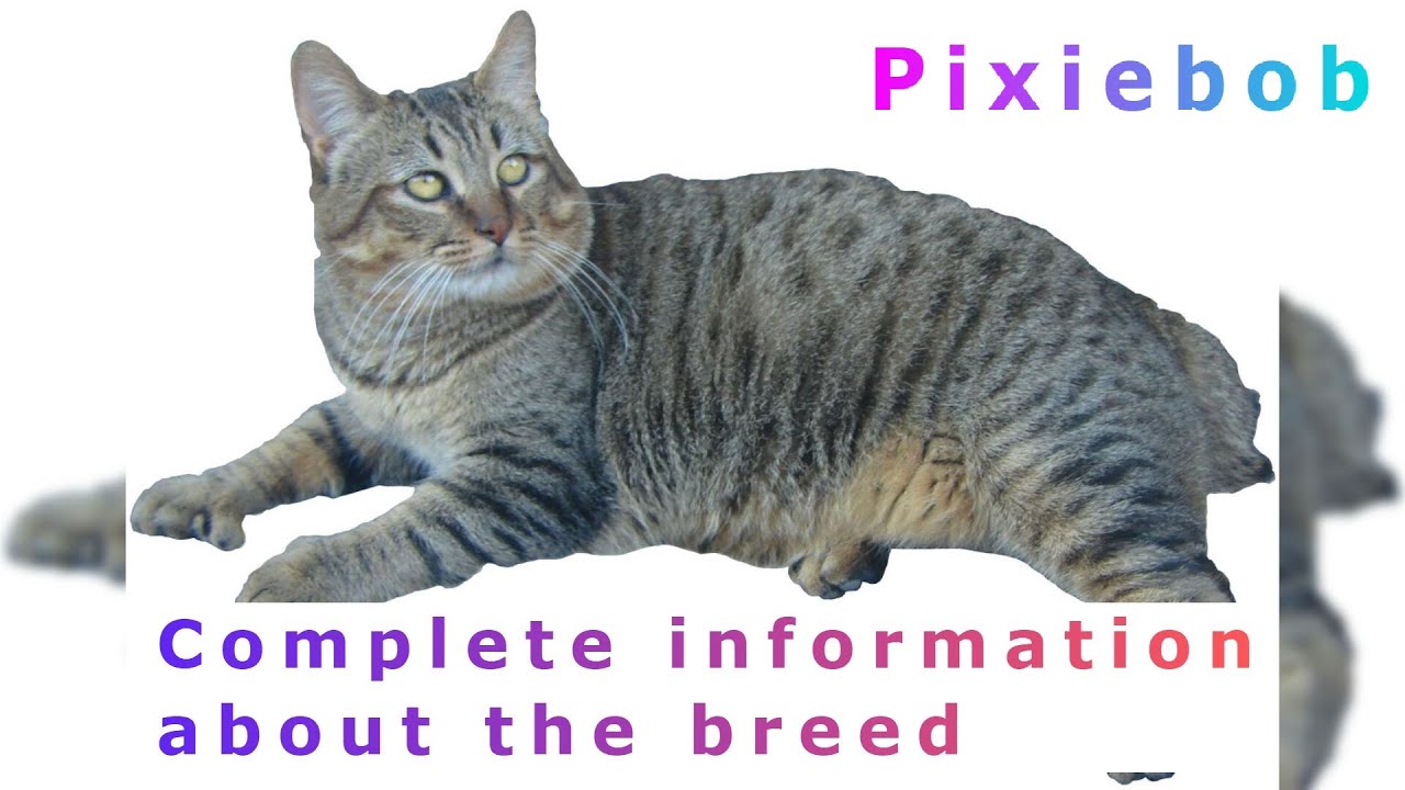 Pixiebob. Pros and Cons, Price, How to choose, Facts, Care, History