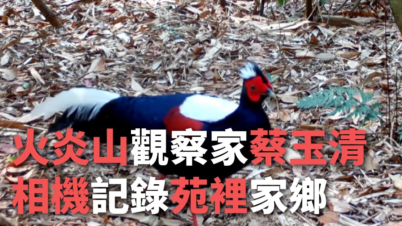 火炎山觀察家蔡玉清  相機記錄苑裡家鄉【央廣新聞】