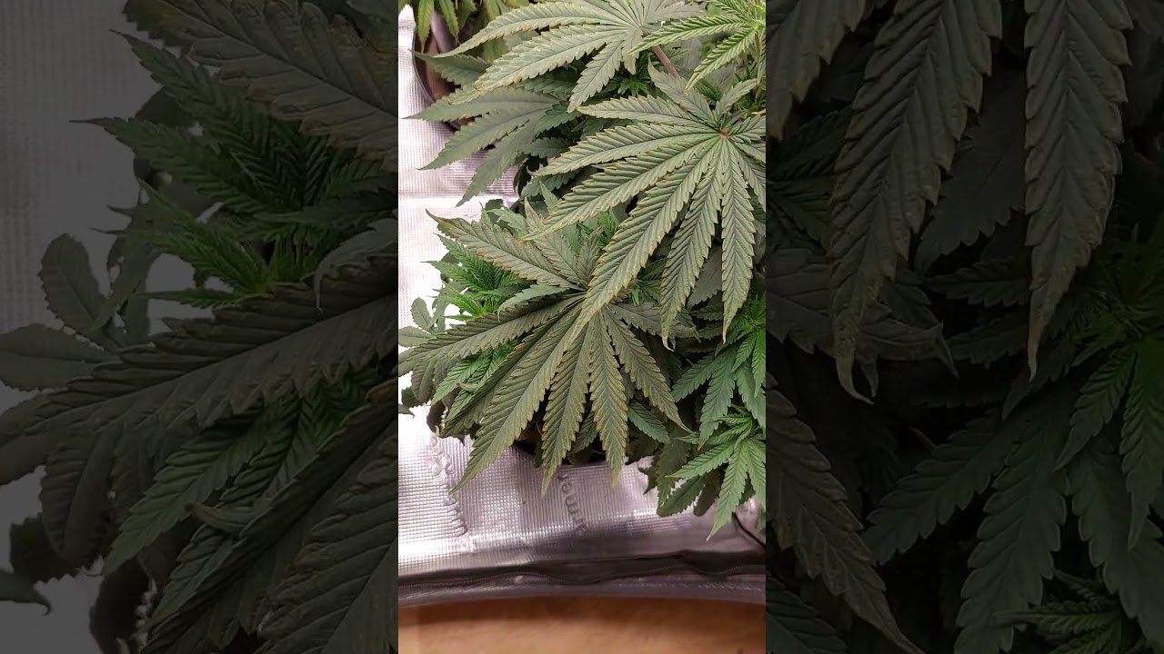 GTH & Skunk VEG Day 32 #ouid #cannabiseducation #weedman #