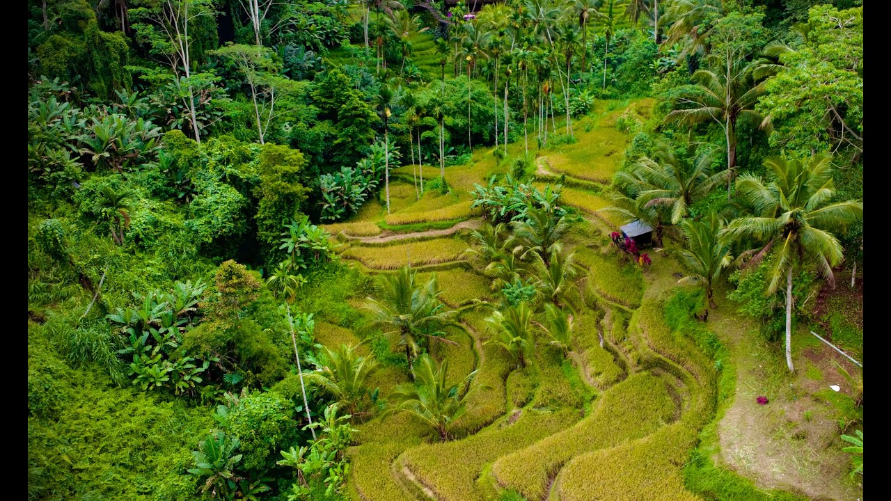 Ubud, Bali - Tegalalang Rice Terraces / Cinematic Drone Views