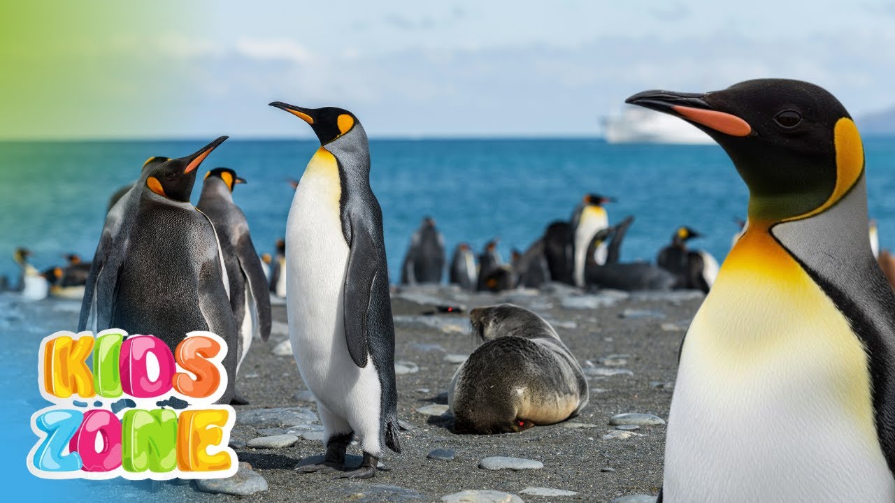 Species of Penguins for Kids | All 18 Penguin Species | Most Recognized Species of Penguins