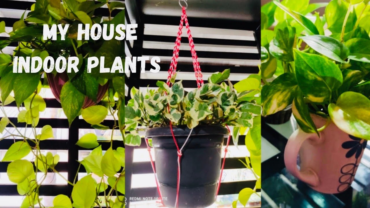 Plant tour||My house indoor plant collection