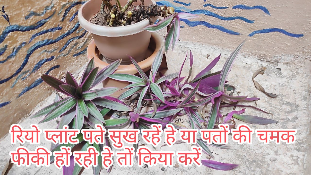 रियो प्लांट के पत्तों की चमक फीकी पड रहि हे तों किया करें!