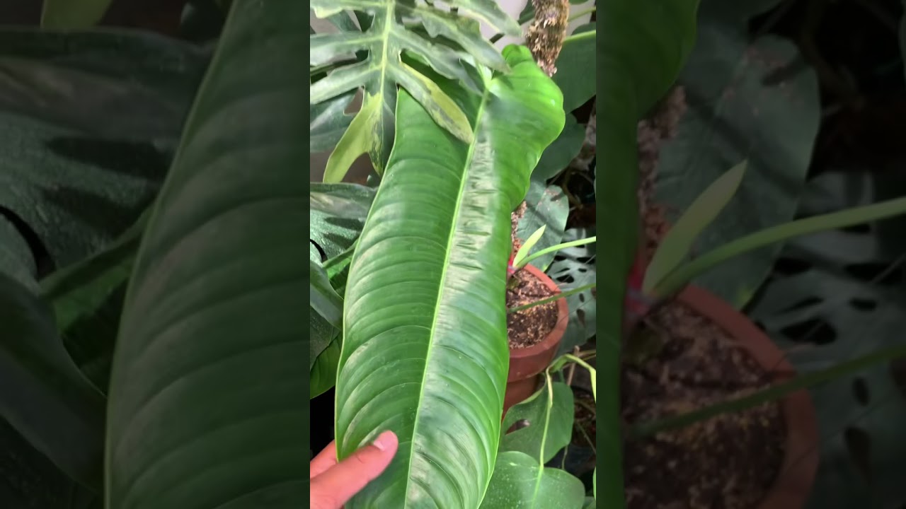 Philodendron sharoniae