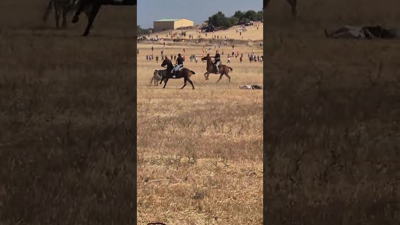 Cogida grave a caballista en encierro campero Guadalajara #shorts