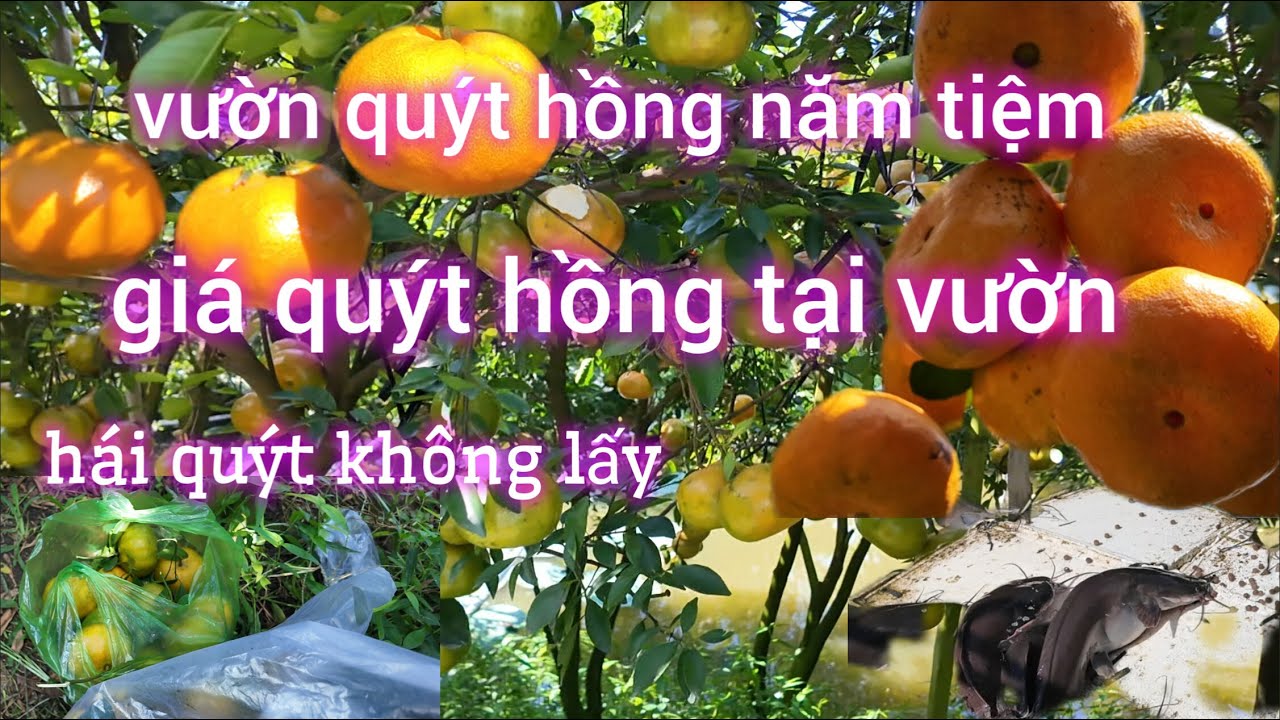 Tham Quan Vườn Quýt Hồng Năm Tiệm - Giá Quýt Tại Vườn 50k/kg