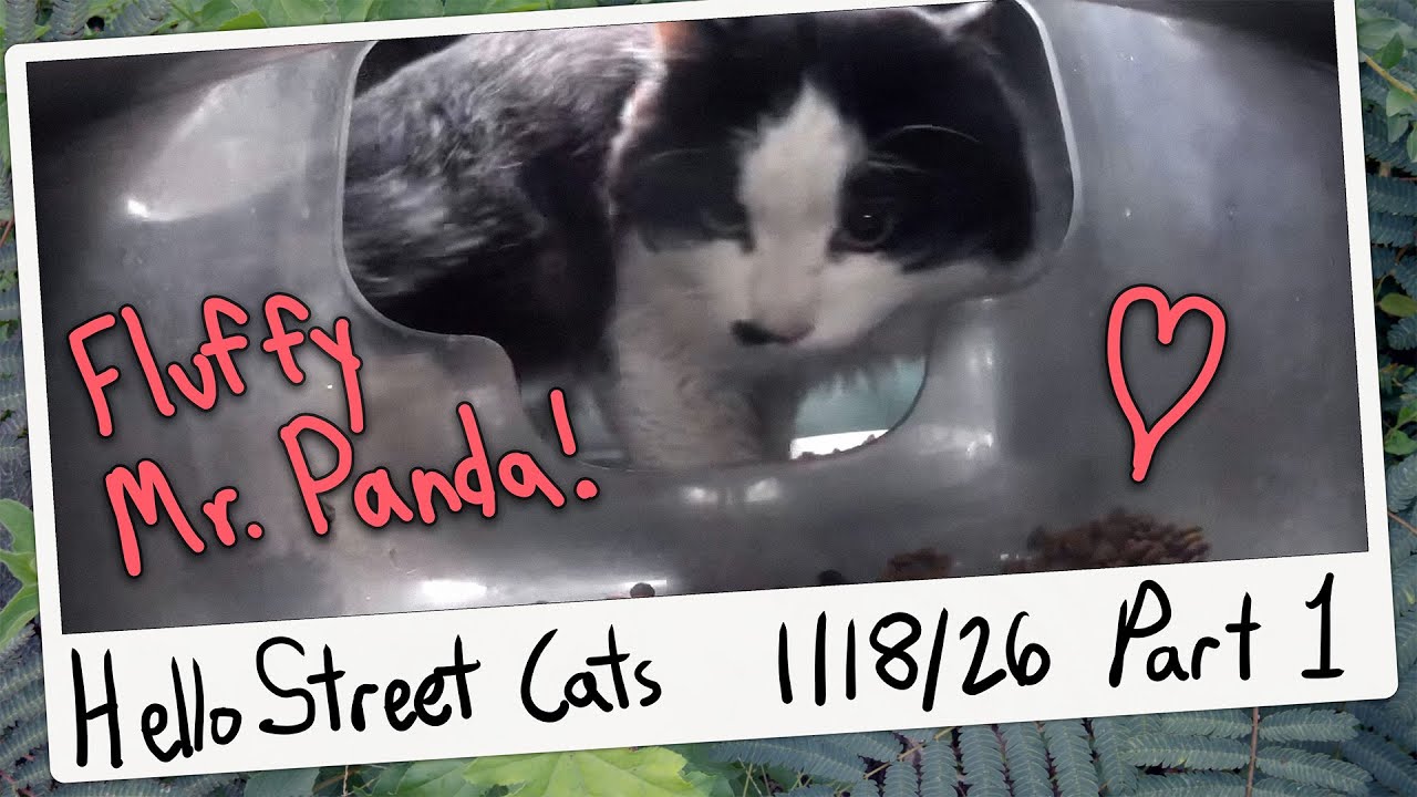 Fluffy Mr. Panda Returns to Lucky 7-11 II! 😺💞 Hello Street Cat Archive 1/18/26 Pt 1