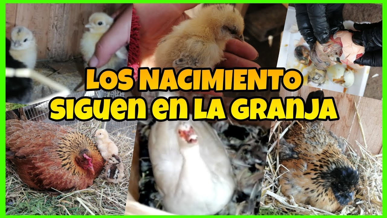 Los NACIMIENTOS VAN en aumento😍🐣...hay más CLUECAS... tendré q hacer más corrales 🧱 🔨